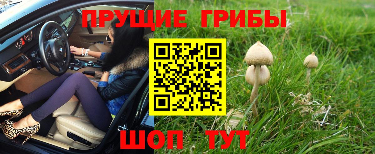 Псилоцибиновые грибы Psilocybine cubensis Свободный